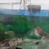 ماهی گوشتخوار ولجنخوار وتمام وسایل|ماهی|زنجان, |دیوار