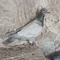 طاوسی ماده کبوتر