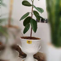 گل یوکا سانسوریا فیکوس|گل و گیاه طبیعی|تربتحیدریه, شهرک ولیعصر|دیوار