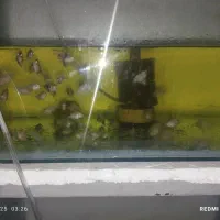 ماهیوآکواریوم باپاییه پرت پلارگوشت خواروگیاه خوار