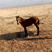 کره مادیان 5 ماهه