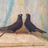 کبوتر زاغ