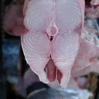 انواع ماهی و میگو بندرهندیجان|خوردنی و آشامیدنی|قم, جوی شور|دیوار