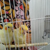 پرنده|پرنده|قم, شهرک قدس|دیوار