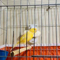 قناری نرمست|پرنده|کارون, |دیوار