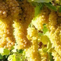 انگور درجه دو