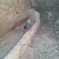 سلام یک عدد چلک  ماده