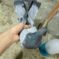 کفتر|پرنده|شیراز, شاپورجان|دیوار