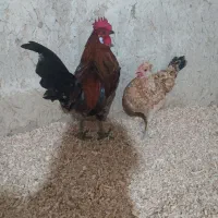 مرغ و خروس شهری کالینگی