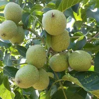 نهال گردو و بادام خوشه ای با ضمانت کتبی|خدمات باغبانی و درختکاری|بروجرد, |دیوار