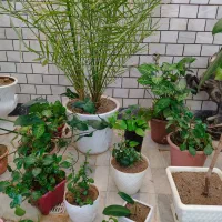 درختچه|گل و گیاه طبیعی|دورود, |دیوار