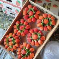 بوته ونشائ توت فرنگی|خدمات باغبانی و درختکاری|موچش, |دیوار