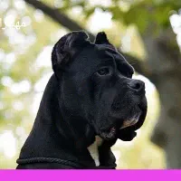 چاوچاو کن کرسو فروشی قفقازی درجه یک