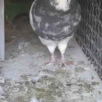 طوقی ۳ عدد|پرنده|ایذه, |دیوار