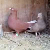 کبوتر دمسفید