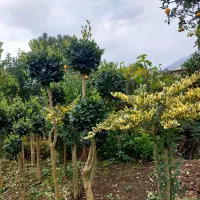 یاس پیوندی|خدمات باغبانی و درختکاری|چابکسر, |دیوار