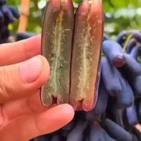 نهـال ســازگاربا اقلیم مختلف کشور