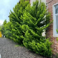 اجاره ویلای سه خوابه لوکس بندر کیاشهر