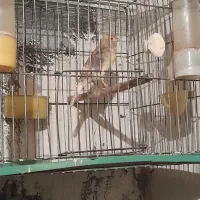 قناری ماده مست جفتی با سهره