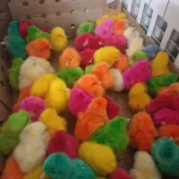 جوجه زیر قیمت