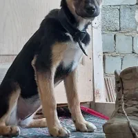 توله دورگه ژرمن دوبرمن