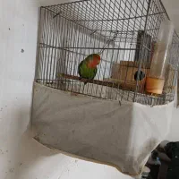 طوطی برزیلی|پرنده|سنگر, |دیوار