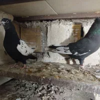 کبوتر رنگی|پرنده|الوند, |دیوار