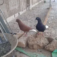 کفتر کبوتر دوم سفید جوفت