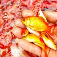 ماهی قرمز|ماهی|چالوس, |دیوار