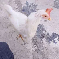 مرغ تخم گذار|حیوانات مزرعه|نسیمشهر, |دیوار