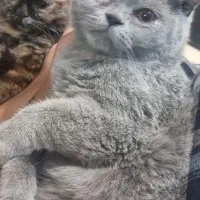 گربه اسکاتیش بلو