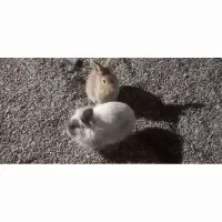 خرگوش نیم لپ