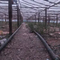 گلخانه