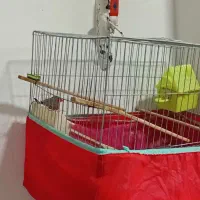 فنج نرباقفس