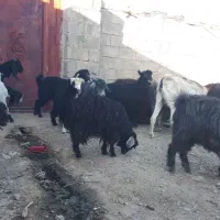 گله فروشی درمهرستان|حیوانات مزرعه|مهرستان, |دیوار