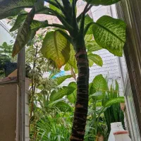 گلدان دیفن باخیا