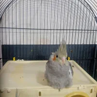 جوجه عروس هلندی دو ماهه دون خور|پرنده|آفتاب, |دیوار