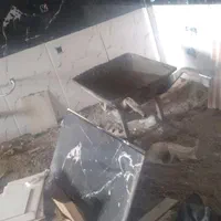 کاشیکار