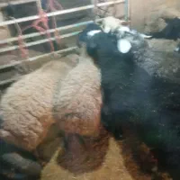 بره فروشی|حیوانات مزرعه|فرمهین, |دیوار