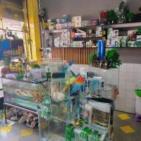 اکواریوم ماهی رنگی