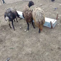 میش داشتی افشاری