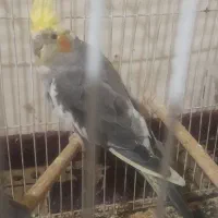 عروس هلندی ابلغ