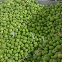 کارخانه تولید زیتون شور کنسروی سیرترشی گل سیر