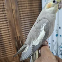 عروس هلندی زیبا نژاد سینامون|پرنده|شیراز, دست خضر|دیوار