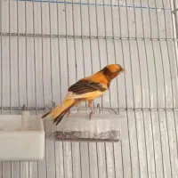 قناری جوجه