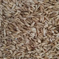 جو محلی موجود رقم جلگه و سرارود