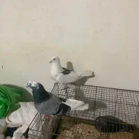 کبوتر|پرنده|رودبار, |دیوار