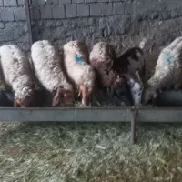 ۶ میش داشتی و پرواری هیکلی و قدکشیده