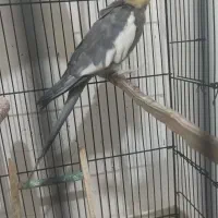 عروس هلندی نرسینامون