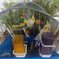 عروس هلندی|پرنده|کنگاور, |دیوار